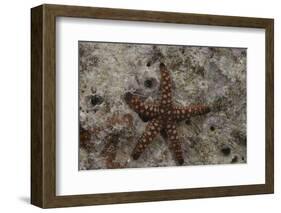 Close-Up of a Sea Star, Beqa Lagoon Fiji-Stocktrek Images-Framed Photographic Print