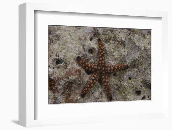 Close-Up of a Sea Star, Beqa Lagoon Fiji-Stocktrek Images-Framed Photographic Print