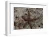 Close-Up of a Sea Star, Beqa Lagoon Fiji-Stocktrek Images-Framed Photographic Print