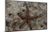 Close-Up of a Sea Star, Beqa Lagoon Fiji-Stocktrek Images-Mounted Photographic Print