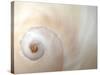 Close Up of a Shell-Nadia Isakova-Stretched Canvas