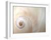 Close Up of a Shell-Nadia Isakova-Framed Photographic Print