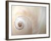 Close Up of a Shell-Nadia Isakova-Framed Photographic Print