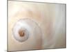 Close Up of a Shell-Nadia Isakova-Mounted Photographic Print