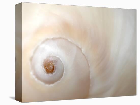 Close Up of a Shell-Nadia Isakova-Stretched Canvas