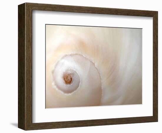 Close Up of a Shell-Nadia Isakova-Framed Photographic Print