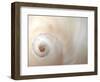 Close Up of a Shell-Nadia Isakova-Framed Photographic Print