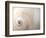 Close Up of a Shell-Nadia Isakova-Framed Photographic Print