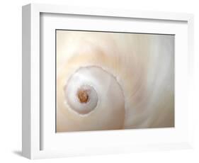 Close Up of a Shell-Nadia Isakova-Framed Photographic Print