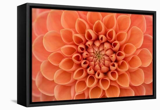 Close-Up of a Single Dahlia Bloom-Ruth Black-Framed Stretched Canvas