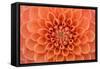 Close-Up of a Single Dahlia Bloom-Ruth Black-Framed Stretched Canvas