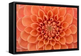 Close-Up of a Single Dahlia Bloom-Ruth Black-Framed Stretched Canvas