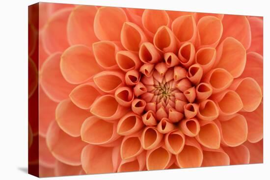 Close-Up of a Single Dahlia Bloom-Ruth Black-Stretched Canvas