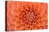 Close-Up of a Single Dahlia Bloom-Ruth Black-Stretched Canvas