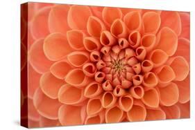 Close-Up of a Single Dahlia Bloom-Ruth Black-Stretched Canvas