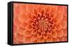 Close-Up of a Single Dahlia Bloom-Ruth Black-Framed Stretched Canvas