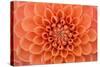 Close-Up of a Single Dahlia Bloom-Ruth Black-Stretched Canvas