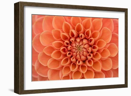 Close-Up of a Single Dahlia Bloom-Ruth Black-Framed Photographic Print