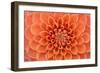 Close-Up of a Single Dahlia Bloom-Ruth Black-Framed Photographic Print