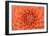 Close-Up of a Single Dahlia Bloom-Ruth Black-Framed Photographic Print