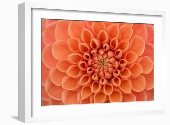 Close-Up of a Single Dahlia Bloom-Ruth Black-Framed Photographic Print