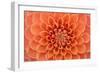 Close-Up of a Single Dahlia Bloom-Ruth Black-Framed Photographic Print