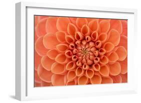 Close-Up of a Single Dahlia Bloom-Ruth Black-Framed Photographic Print