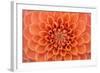 Close-Up of a Single Dahlia Bloom-Ruth Black-Framed Photographic Print