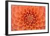 Close-Up of a Single Dahlia Bloom-Ruth Black-Framed Photographic Print