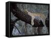 Close-Up of a Single Leopard, Asleep in a Tree, Kruger National Park, South Africa-Paul Allen-Framed Stretched Canvas