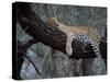 Close-Up of a Single Leopard, Asleep in a Tree, Kruger National Park, South Africa-Paul Allen-Stretched Canvas