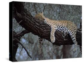 Close-Up of a Single Leopard, Asleep in a Tree, Kruger National Park, South Africa-Paul Allen-Stretched Canvas