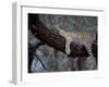 Close-Up of a Single Leopard, Asleep in a Tree, Kruger National Park, South Africa-Paul Allen-Framed Photographic Print