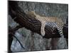 Close-Up of a Single Leopard, Asleep in a Tree, Kruger National Park, South Africa-Paul Allen-Mounted Photographic Print