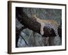 Close-Up of a Single Leopard, Asleep in a Tree, Kruger National Park, South Africa-Paul Allen-Framed Photographic Print