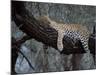 Close-Up of a Single Leopard, Asleep in a Tree, Kruger National Park, South Africa-Paul Allen-Mounted Photographic Print