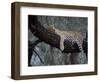 Close-Up of a Single Leopard, Asleep in a Tree, Kruger National Park, South Africa-Paul Allen-Framed Photographic Print