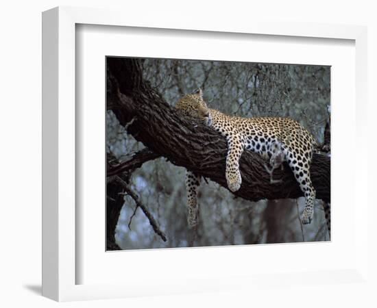 Close-Up of a Single Leopard, Asleep in a Tree, Kruger National Park, South Africa-Paul Allen-Framed Photographic Print