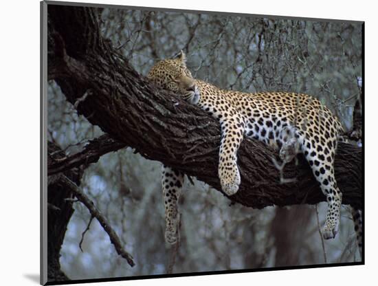 Close-Up of a Single Leopard, Asleep in a Tree, Kruger National Park, South Africa-Paul Allen-Mounted Photographic Print