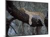 Close-Up of a Single Leopard, Asleep in a Tree, Kruger National Park, South Africa-Paul Allen-Mounted Photographic Print