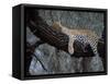 Close-Up of a Single Leopard, Asleep in a Tree, Kruger National Park, South Africa-Paul Allen-Framed Stretched Canvas