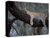 Close-Up of a Single Leopard, Asleep in a Tree, Kruger National Park, South Africa-Paul Allen-Stretched Canvas