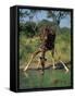 Close-Up of a Single Southern Giraffe Bending Down Drinking, Kruger National Park, South Africa-Paul Allen-Framed Stretched Canvas