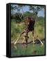 Close-Up of a Single Southern Giraffe Bending Down Drinking, Kruger National Park, South Africa-Paul Allen-Framed Stretched Canvas