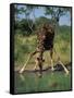 Close-Up of a Single Southern Giraffe Bending Down Drinking, Kruger National Park, South Africa-Paul Allen-Framed Stretched Canvas