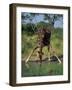 Close-Up of a Single Southern Giraffe Bending Down Drinking, Kruger National Park, South Africa-Paul Allen-Framed Photographic Print