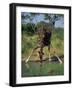 Close-Up of a Single Southern Giraffe Bending Down Drinking, Kruger National Park, South Africa-Paul Allen-Framed Photographic Print