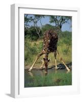 Close-Up of a Single Southern Giraffe Bending Down Drinking, Kruger National Park, South Africa-Paul Allen-Framed Photographic Print