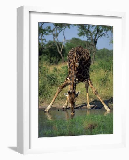 Close-Up of a Single Southern Giraffe Bending Down Drinking, Kruger National Park, South Africa-Paul Allen-Framed Photographic Print