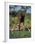 Close-Up of a Single Southern Giraffe Bending Down Drinking, Kruger National Park, South Africa-Paul Allen-Framed Photographic Print